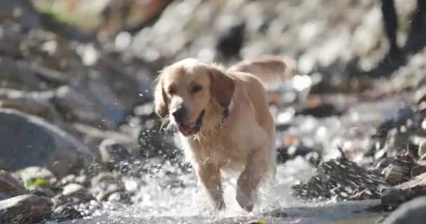 Adorável Cão Golden Retriever Correndo Através Água Divertindo Rio Brincando — Vídeo de Stock