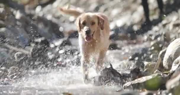 川の外で遊んでいる甘いラブラドールの取得子犬 舌を突き出します 自然を実行し 探索しながら 喘ぐと周りを見回します — ストック動画