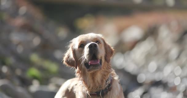 Våd Smuk Golden Retriever Hund Med Krave Ser Stikker Tunge – Stock-video