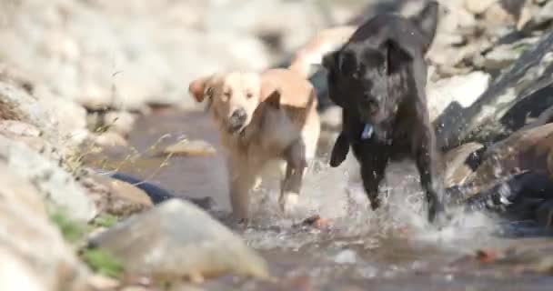 Dwa Urocze Szczeniaki Labrador Retriever Biegające Rzece Bawiące Się Łapiące — Wideo stockowe