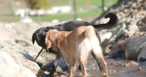 Niedliche Familie Von Zwei Labrador Retriever Welpen Die Wasser Spielen — Stockvideo