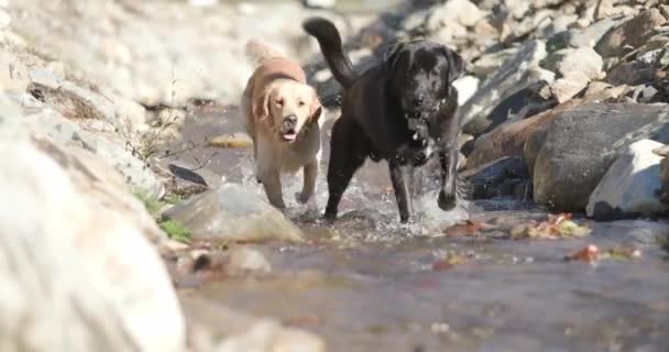 Lykkelige Par Labrador Retriever Hunde Kører Udenfor Naturen Racing Gispende – Stock-video