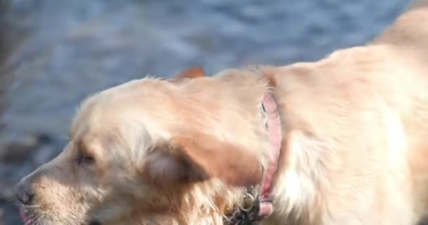 Güzel Labrador Köpeği Dışarıda Yürüyor Kürklerini Sallıyor Burunlarını Yalıyor Etrafa — Stok video