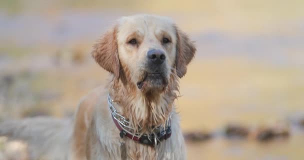 Neugieriger Golden Retriever Hund Schaut Auf Und Davon Streckt Zunge — Stockvideo