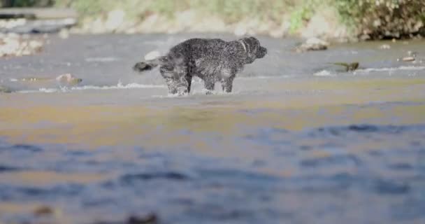 Αξιολάτρευτο Μαύρο Λαμπραντόρ Retriever Κουτάβι Που Διασκεδάζει Στο Ποτάμι Τρέμοντας — Αρχείο Βίντεο