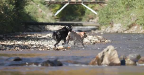 2匹の素敵なラブラドール レトリバーの子犬が水で遊んで追いかけ走り楽しみながら — ストック動画