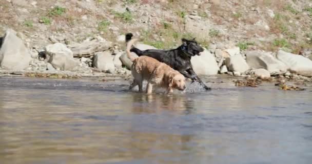 Lykkelig Familie Labrador Retriever Hunde Kører Har Det Sjovt Leger – Stock-video