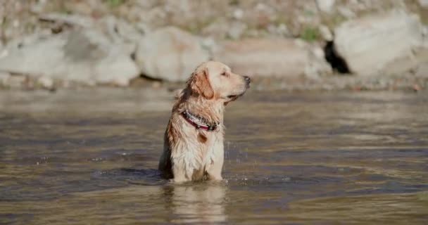 ウェットと好奇心旺盛な黄金のレトリバー子犬は水で楽しみながら逃げ回っています — ストック動画