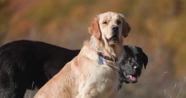 Famiglia Due Simpatici Cani Labrador Retriever Godendo Campo Natura Sporgendo — Video Stock