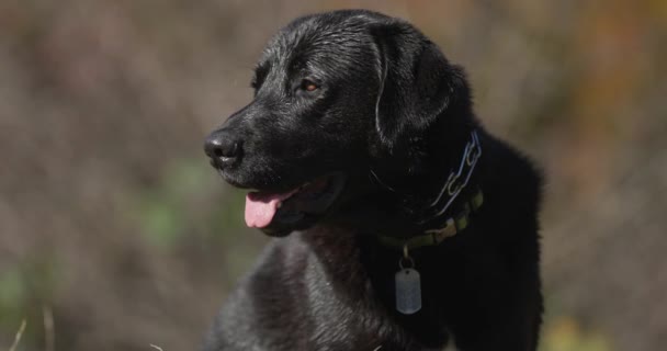 Close Black Labrador Retriever Dog Collar Sticking Out Tongue Panting — Stock Video