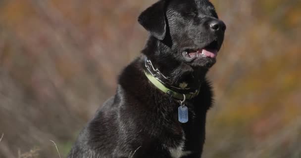 Smuk Sort Labrador Retriever Hvalp Iført Krave Stående Udenfor Naturen – Stock-video