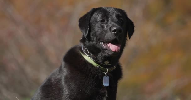 Adorabile Cane Labrador Retriever Con Collare Che Sporge Lingua Ansimante — Video Stock