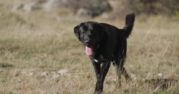 Vacker Svart Labrador Retriever Hund Med Krage Promenader Fältet Med — Stockvideo