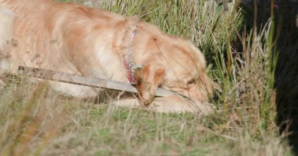 Oldalnézetben Aranyos Golden Retriever Kiskutya Feküdt Füvön Játszik Harap Egy — Stock videók