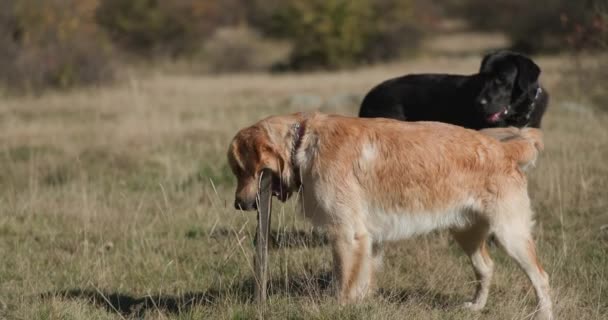 Vista Lateral Dos Lindos Cachorros Labrador Retriever Jugando Afuera Naturaleza — Vídeos de Stock