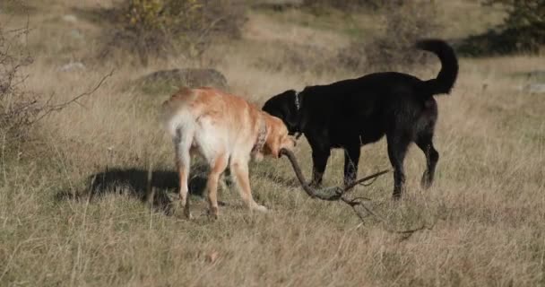 Család Két Imádnivaló Labrador Retriever Kutyák Hordozó Faág Séta Játék — Stock videók