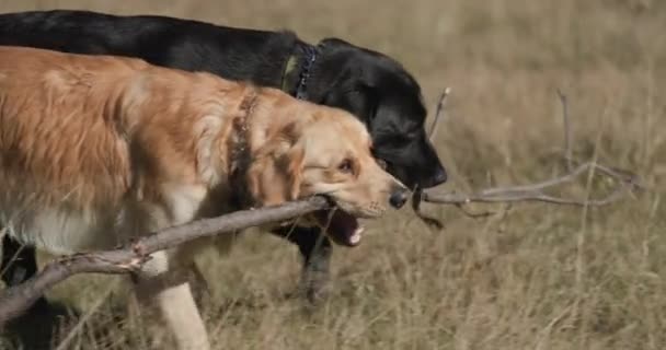 畑を歩いて木の枝を持って外で遊んでいる素敵なラブラドール レトリバーの子犬の側面図 — ストック動画