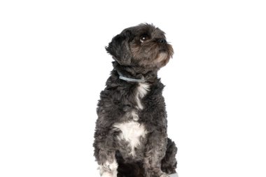 Tatlı Metis köpeği tasma takıyor, yukarı bakıyor ve beyaz arka planda oturuyor.