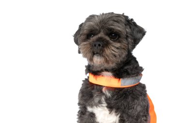 Yansıtıcı yelek giyen ve beyaz arka plana bakan tatlı bir metis köpeği.