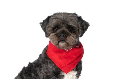 Tatlı metis köpeğim kırmızı bir bandana takıyor ve mütevazı gözlerle kameraya bakıyor.