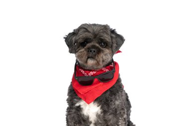 Güneş gözlüğü takan ve beyaz arka planda bandana takan tatlı bir metis köpeği vardı.