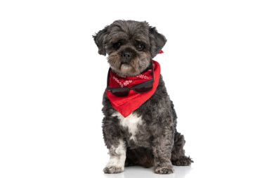 Tatlı Metis Dog 'un güneş gözlüğü boynunda asılı ve kırmızı bir bandana takıyor. 