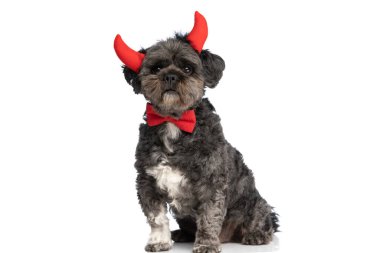 Şeytan boynuzu takan küçük yaramaz bir köpek ve beyaz stüdyo arka planında kırmızı papyon.