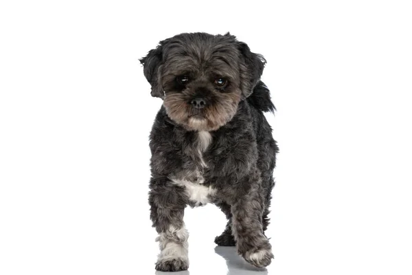 Милий Маленький Собака Метис Йде Камери Білому Фоні Студії — стокове фото