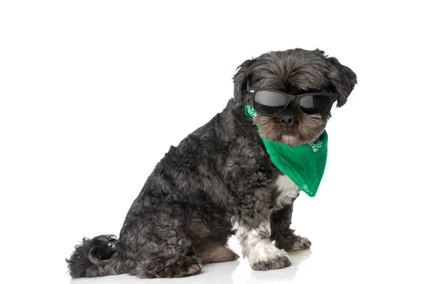 Widok Boku Fajny Metis Pies Patrząc Koryta Jego Okulary Przeciwsłoneczne — Zdjęcie stockowe