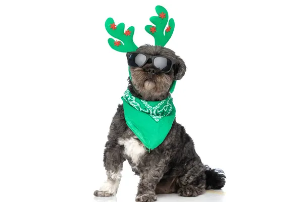 Mały Pies Metis Noszący Rogi Reniferów Zieloną Bandanę Okulary Przeciwsłoneczne — Zdjęcie stockowe