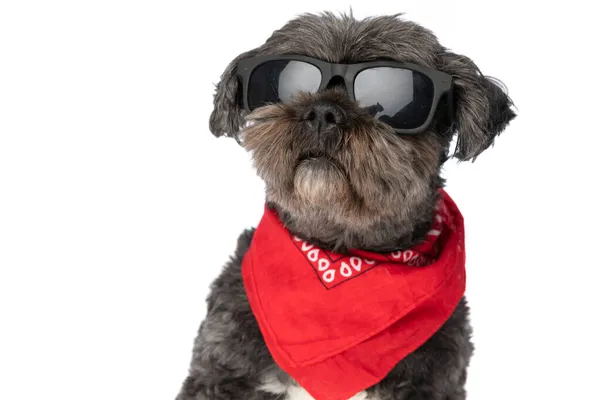 Zbliżenie Cool Metis Pies Patrząc Daleko Noszenie Okularów Przeciwsłonecznych Czerwony — Zdjęcie stockowe