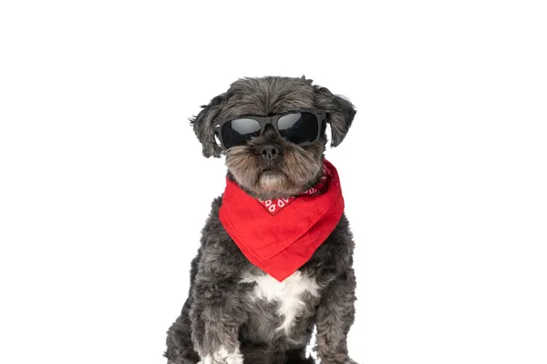 可爱的梅蒂斯犬 戴着太阳镜 脖子上戴着红色的头巾 靠着白色的背景坐着 — 图库照片