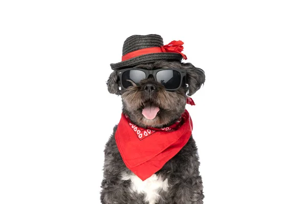 Piękny Metis Pies Wystający Język Kamery Nosząc Okulary Przeciwsłoneczne Pozie — Zdjęcie stockowe