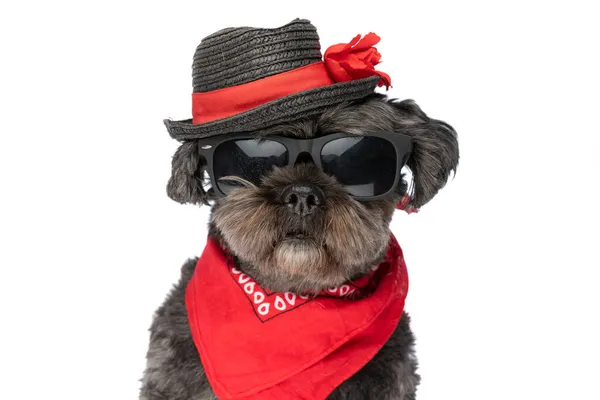 Классная Собака Метис Стилем Черной Шляпе Солнцезащитных Очках Красной Бандане — стоковое фото