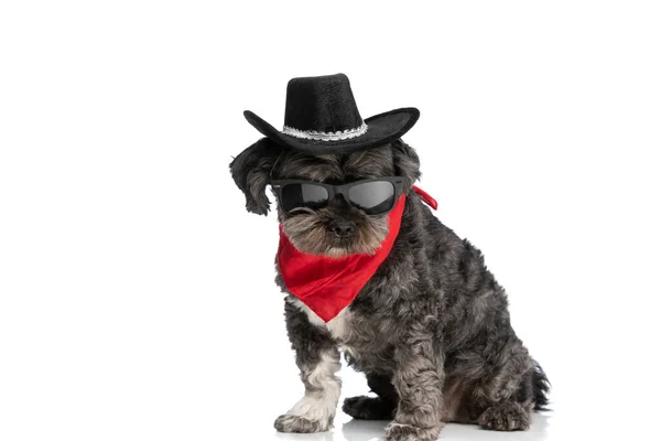 Legal Pouco Metis Cão Vestindo Chapéu Preto Bandana Vermelha Como — Fotografia de Stock