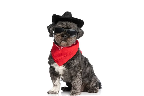 Cool Metis Pies Twardym Nastawieniem Jest Pozowanie Jego Kapelusz Okulary — Zdjęcie stockowe