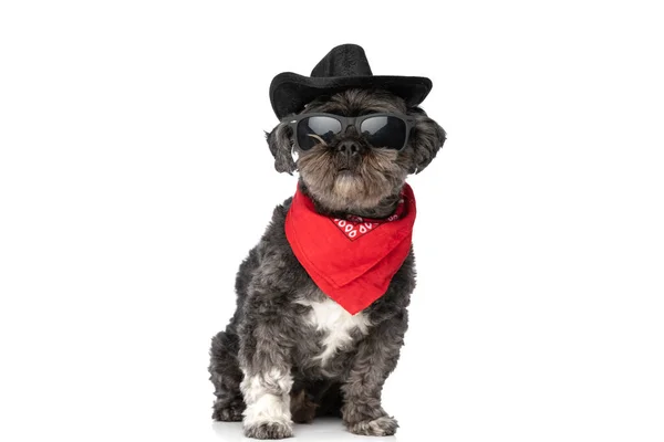 Cachorro Preto Fresco Usando Óculos Sol Chapéu Cowboy Uma Bandana — Fotografia de Stock