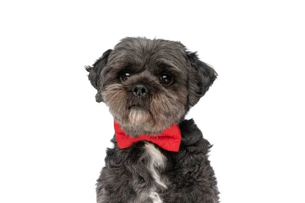 赤い蝶ネクタイを着て白いスタジオの背景に座っている可愛いメティ犬に近づいて — ストック写真