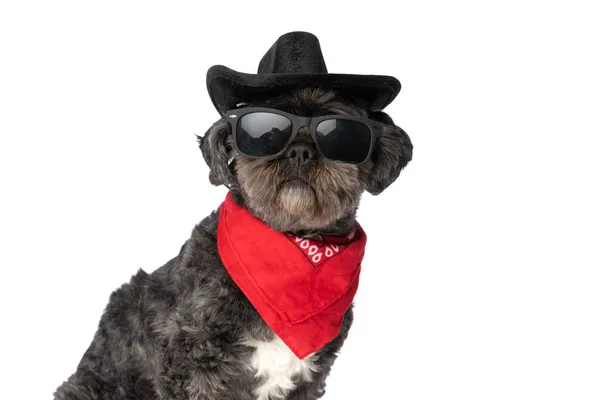 Legal Misterioso Cão Vestindo Chapéu Preto Óculos Sol Uma Bandana — Fotografia de Stock