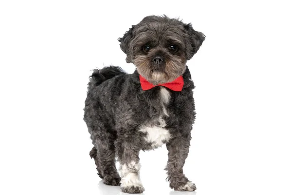 可爱的黑狗看着摄像机 戴着红色的领带 站在白色的背景上 — 图库照片