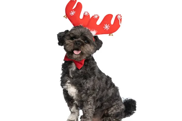 Little Metis Dog Panting Feeling Happy Wearing Red Reindeer Horns — Stock Photo, Image