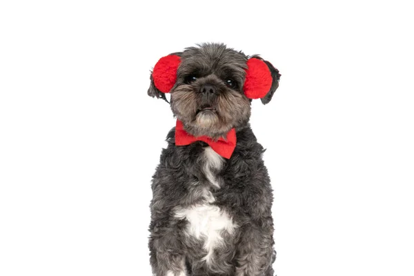 Słodki Metis Pies Uczucie Szoku Noszenie Czerwonej Muszki Słuchawki Białym — Zdjęcie stockowe