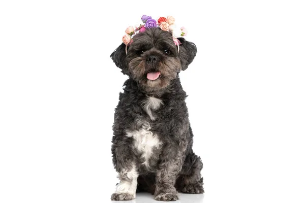 Kleiner Schwarzer Hund Mit Einem Stirnband Aus Blumen Und Ausgestreckter — Stockfoto