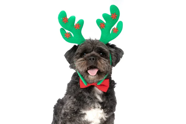 Happy Metis Dog Wearing Reindeer Horns Red Bowtie White Background — Stock Photo, Image