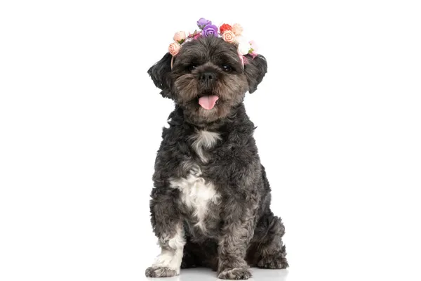 Sentado Pouco Metis Cão Ofegante Vestindo Headband Flores Branco Estúdio — Fotografia de Stock