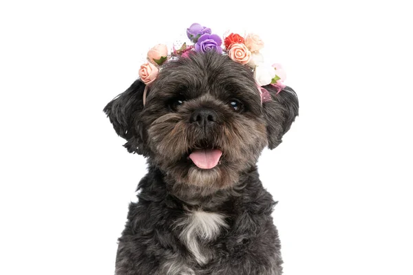 Small Metis Dog Wearing Headband Flowers Sticking His Tongue Out — Stock Photo, Image