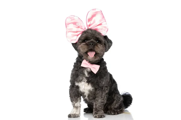 可爱的梅蒂斯犬在摄像机前伸出舌头 戴着粉色的弓和领带 — 图库照片