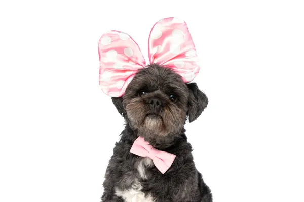 Adorável Metis Cão Vestindo Arco Rosa Cabeça Laço Pescoço Fundo — Fotografia de Stock