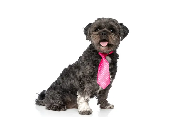 小梅蒂斯狗喘息着 戴着粉色领带 坐在白色工作室的背景上 — 图库照片