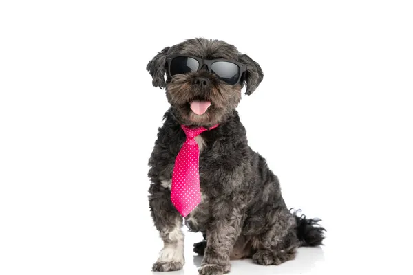 Fajny Pies Metis Wystający Języka Przed Kamerą Noszący Różowy Krawat — Zdjęcie stockowe